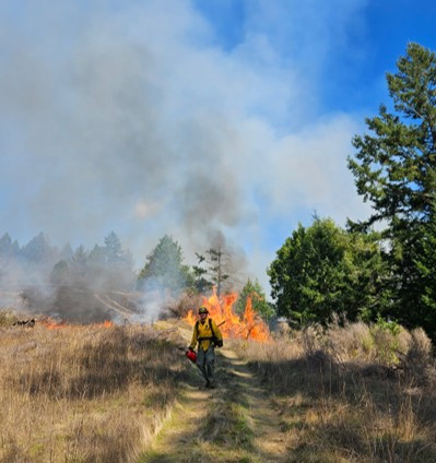 Burn crew member at prescribed burn in Humboldt Redwoods State Park in October 2025.